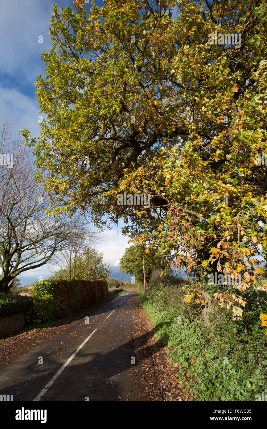 Village de Coddington, Angleterre. Automne pittoresque vue d'une route rurale vide dans le village de Cheshire Coddington. Banque D'Images