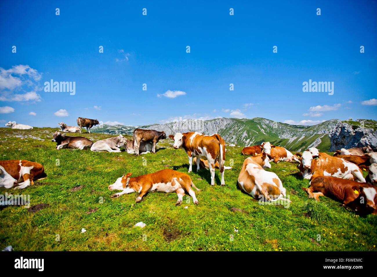 Troupeau de vaches dans un pâturage, zone de montagne Hochschwab, Styrie, Autriche Banque D'Images