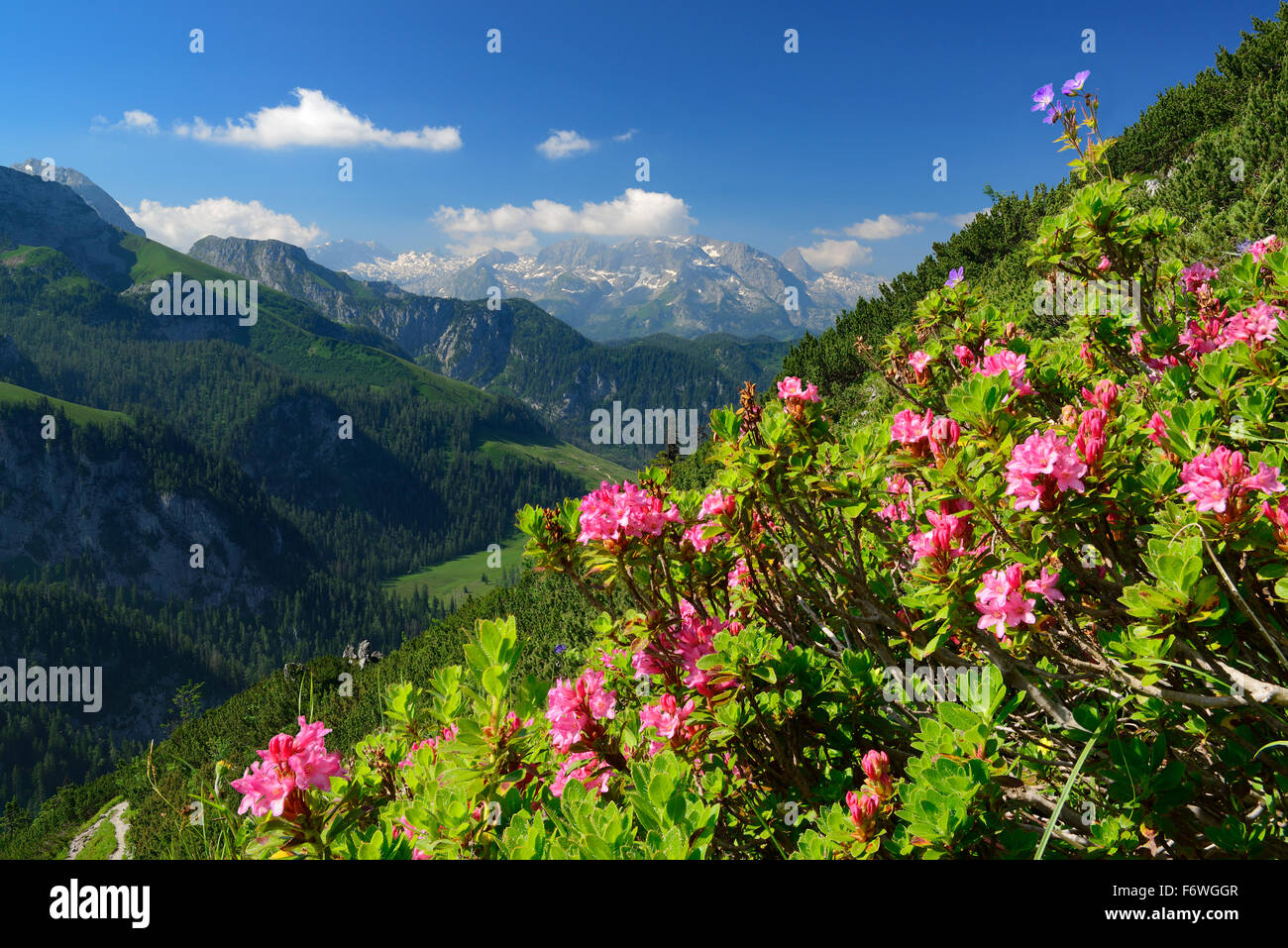 Roses alpines en fleurs en face de Steinernes Meer éventail, vue par Jenner, Jenner, parc national de Berchtesgaden, gamme Berchtes Banque D'Images