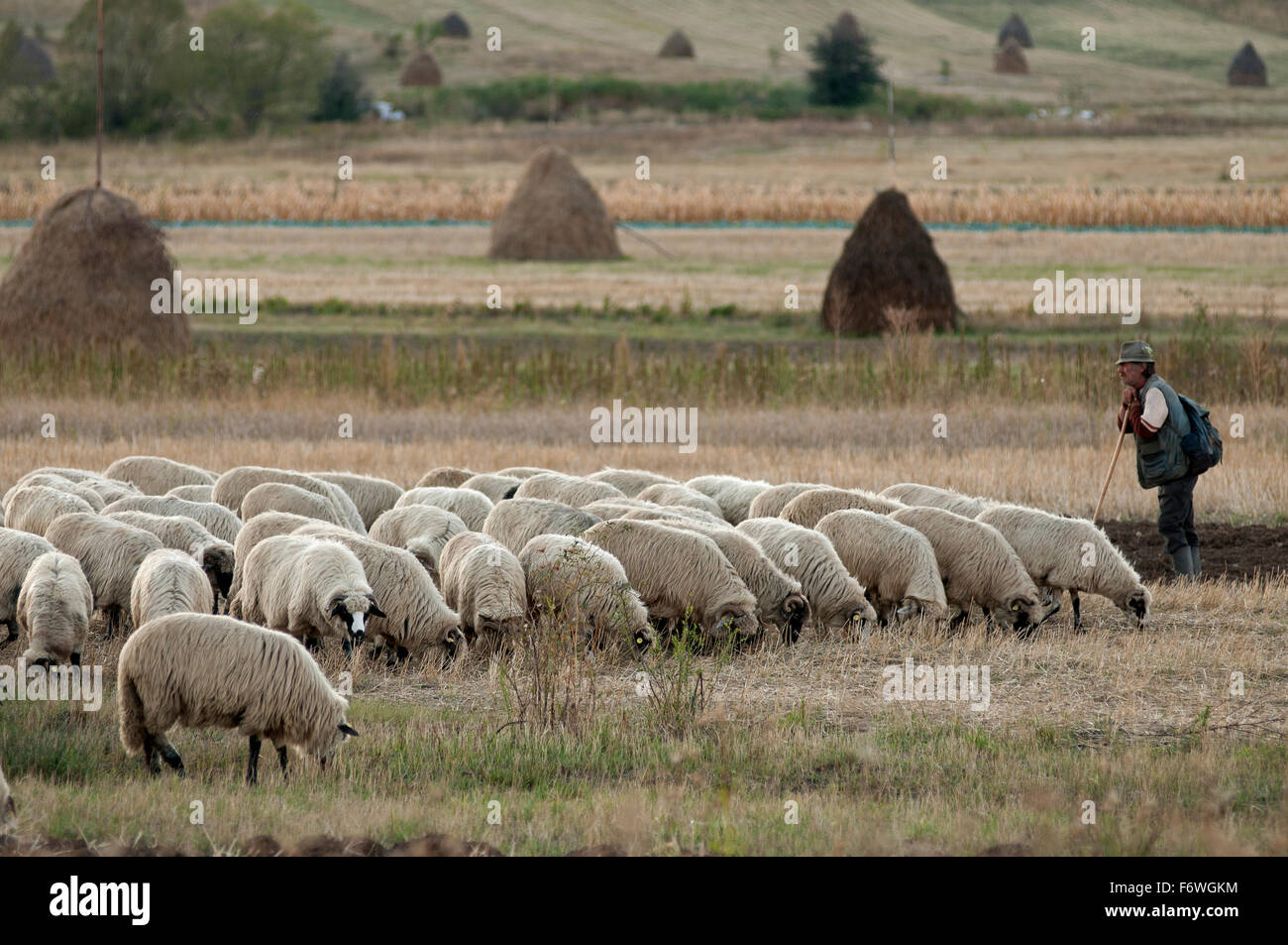 Shepherd près du village de Rimetea, Alba, Transylvanie, Roumanie Banque D'Images