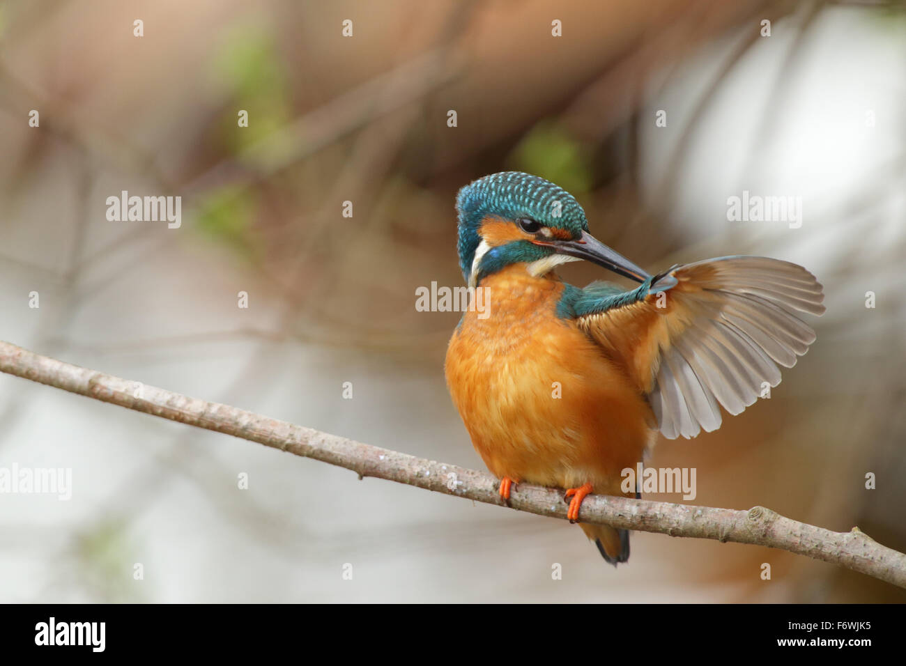 Kingfisher (Alcedo atthis) se lissant les plumes. L'Europe Banque D'Images