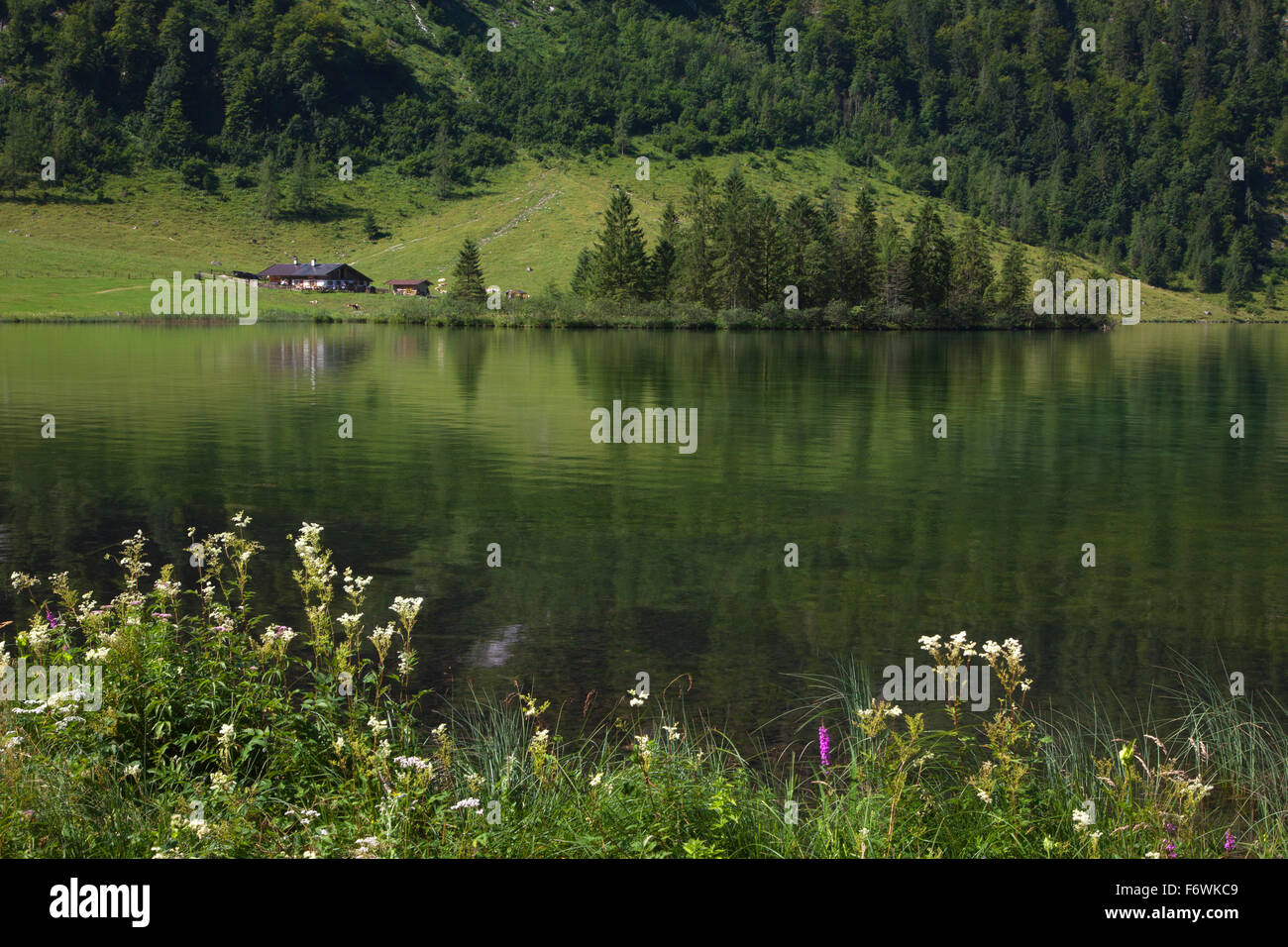 Près de salet dans la partie sud de Koenigssee, région de Berchtesgaden, le parc national de Berchtesgaden, Allemagne Banque D'Images