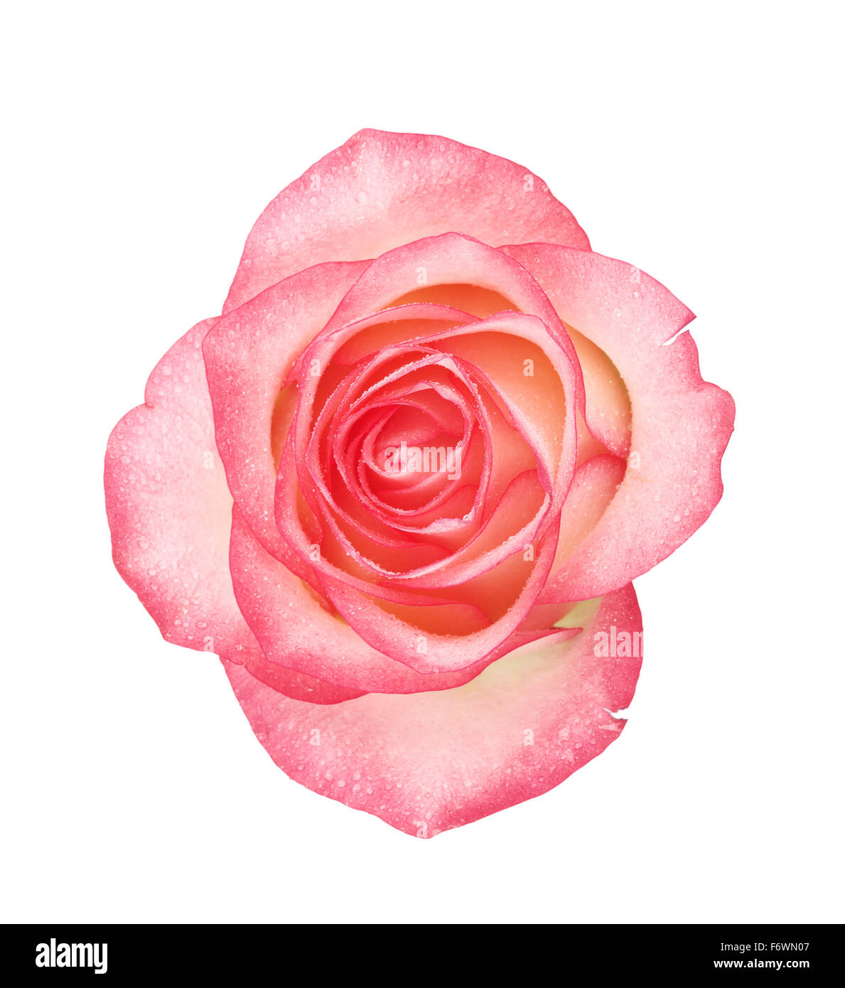 Fleur rose rose, isolé sur fond blanc Banque D'Images