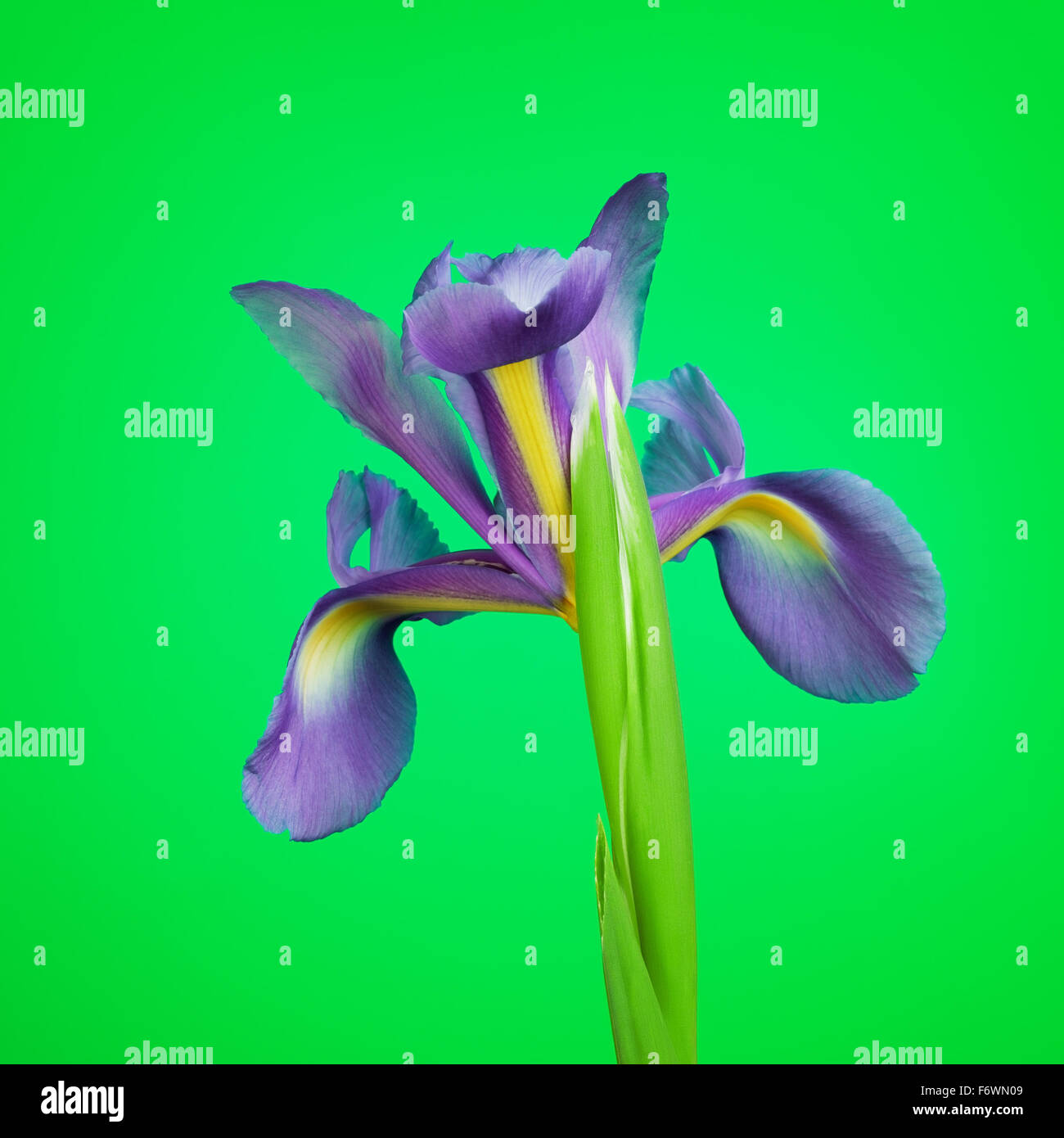 Belle fleur pourpre iris, sur fond vert Banque D'Images