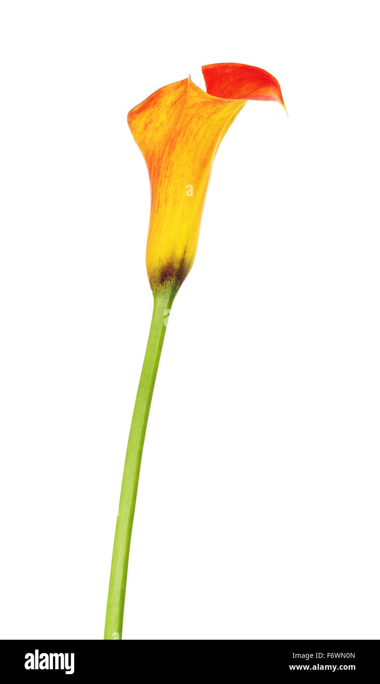 Zantedeschia zantedeschia orange fleur, isolated on white Banque D'Images