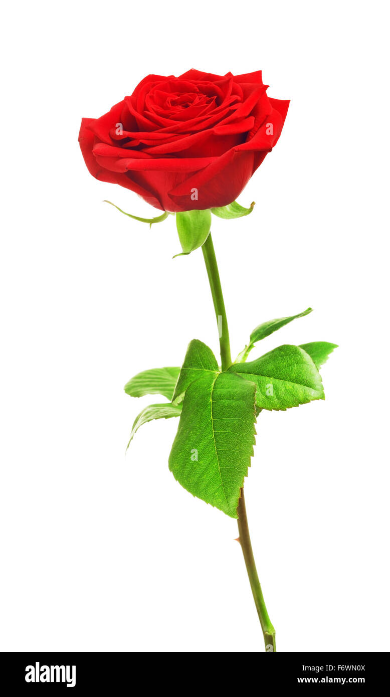 Rose rouge fleur, isolé sur fond blanc Banque D'Images