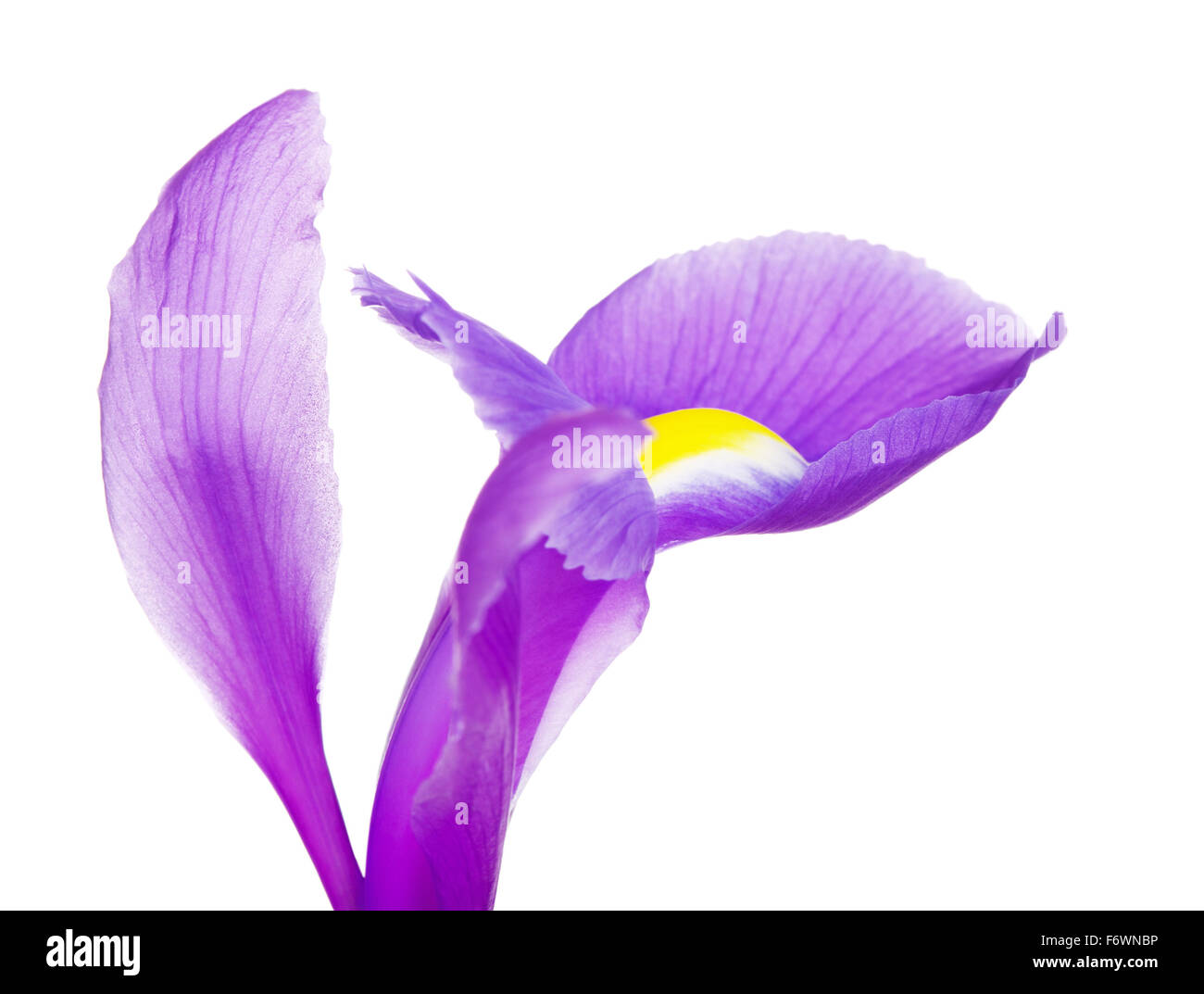Belles fleurs pourpres pétales d'iris, Close up, isolated on white Banque D'Images