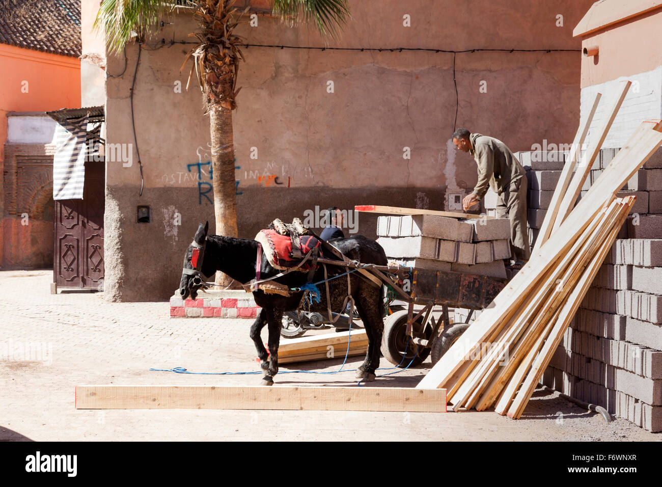 Des ânes déchargés at construction site, Marrakech, Maroc. Discuter avec des travailleurs motocycliste. Banque D'Images