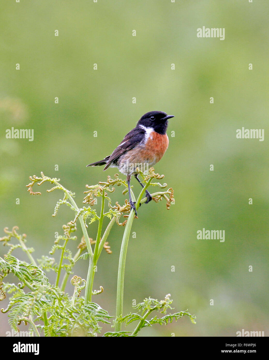 Stonechat mâle sur Bracken. Saxicola Rubicola Banque D'Images