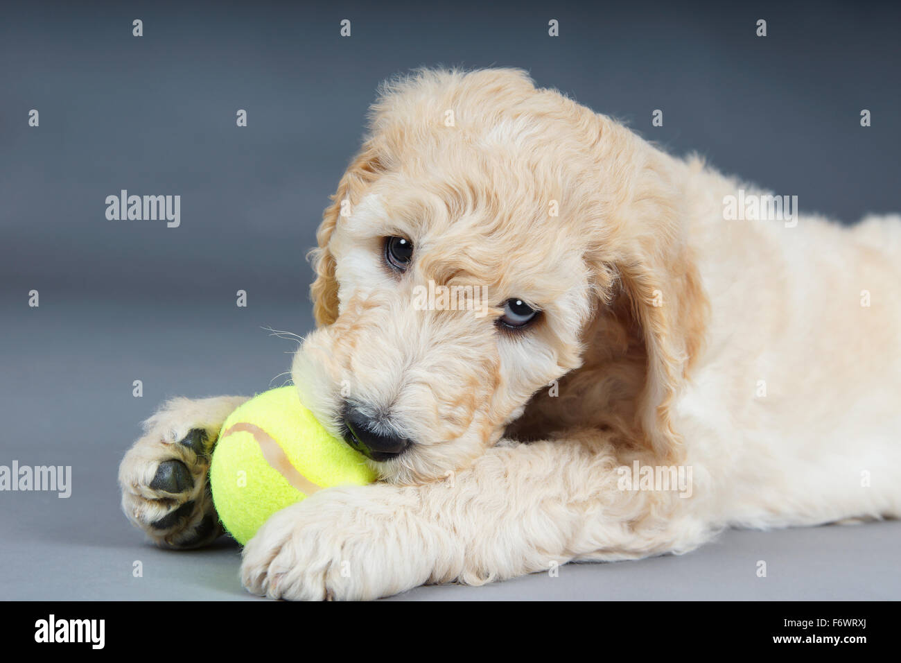 Cute puppy goldendoodle avec balle de tennis Banque D'Images
