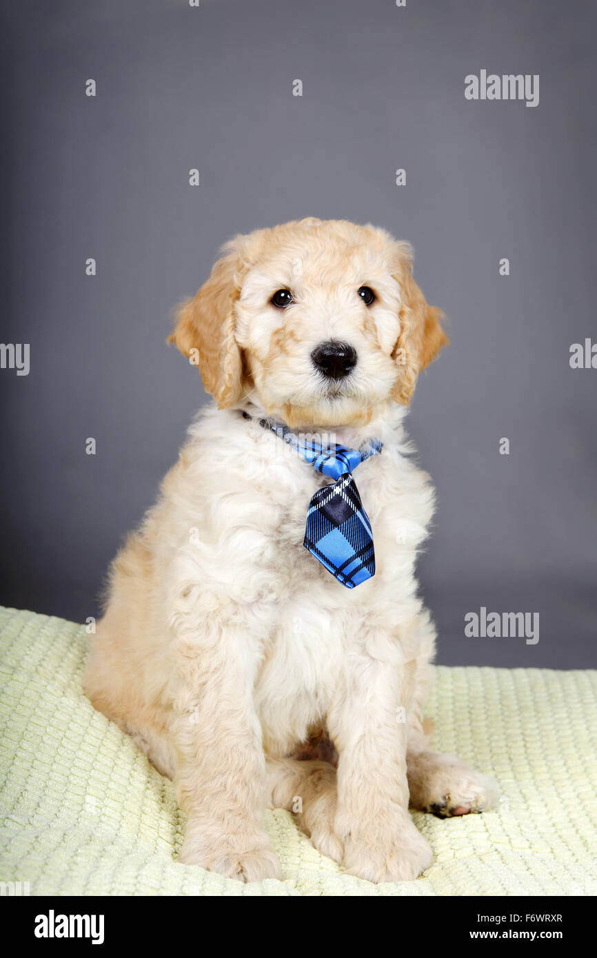 Cute puppy goldendoodle avec cravate à carreaux Banque D'Images