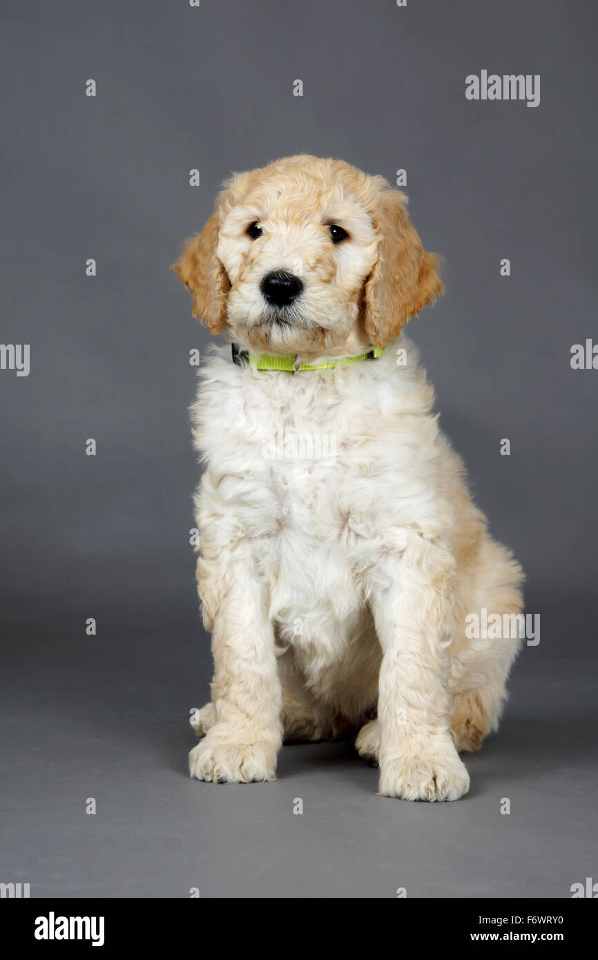 F1b goldendoodle designer breed puppy Banque D'Images