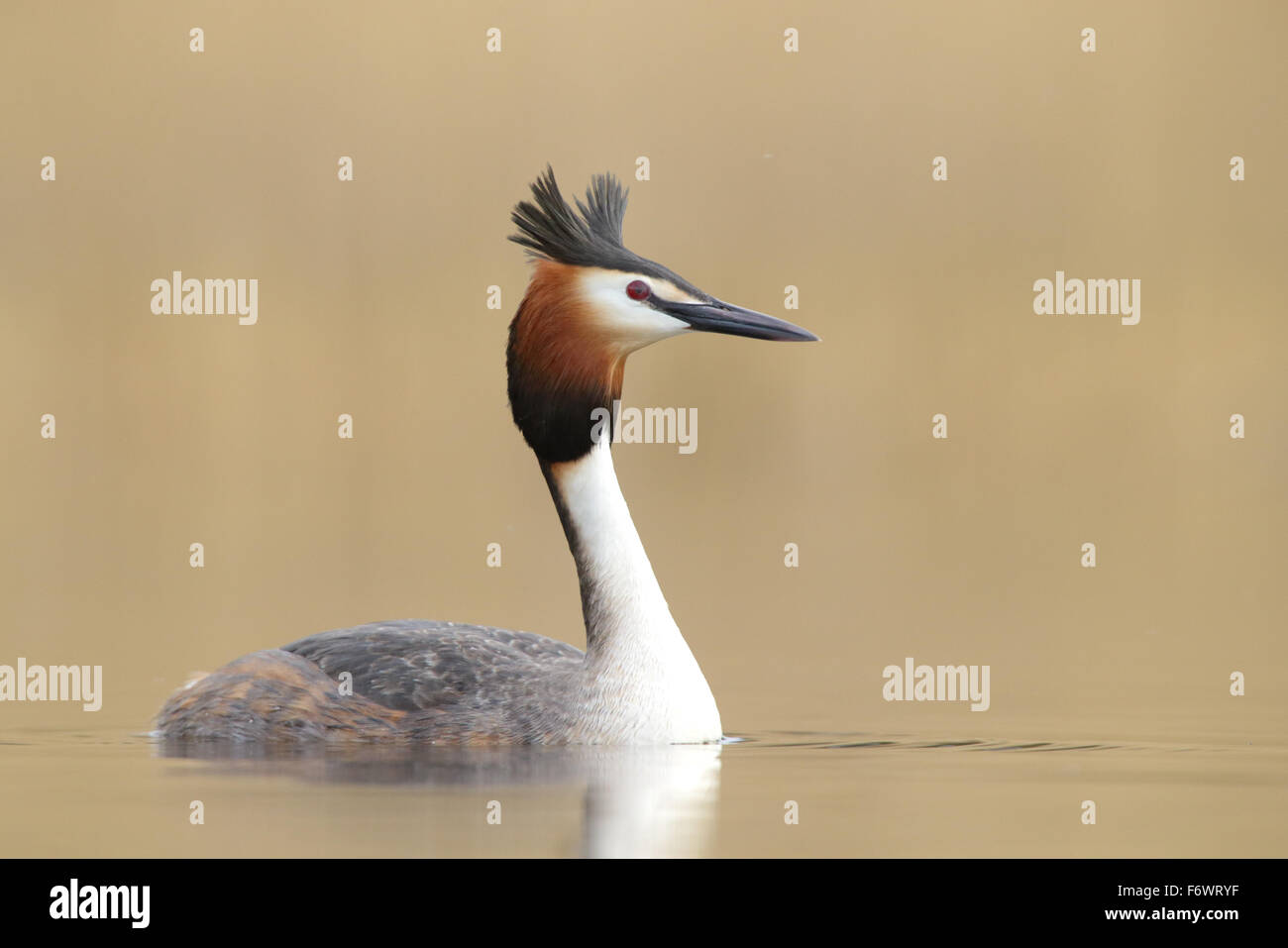 Grèbe huppé (Podiceps cristatus), Europe Banque D'Images