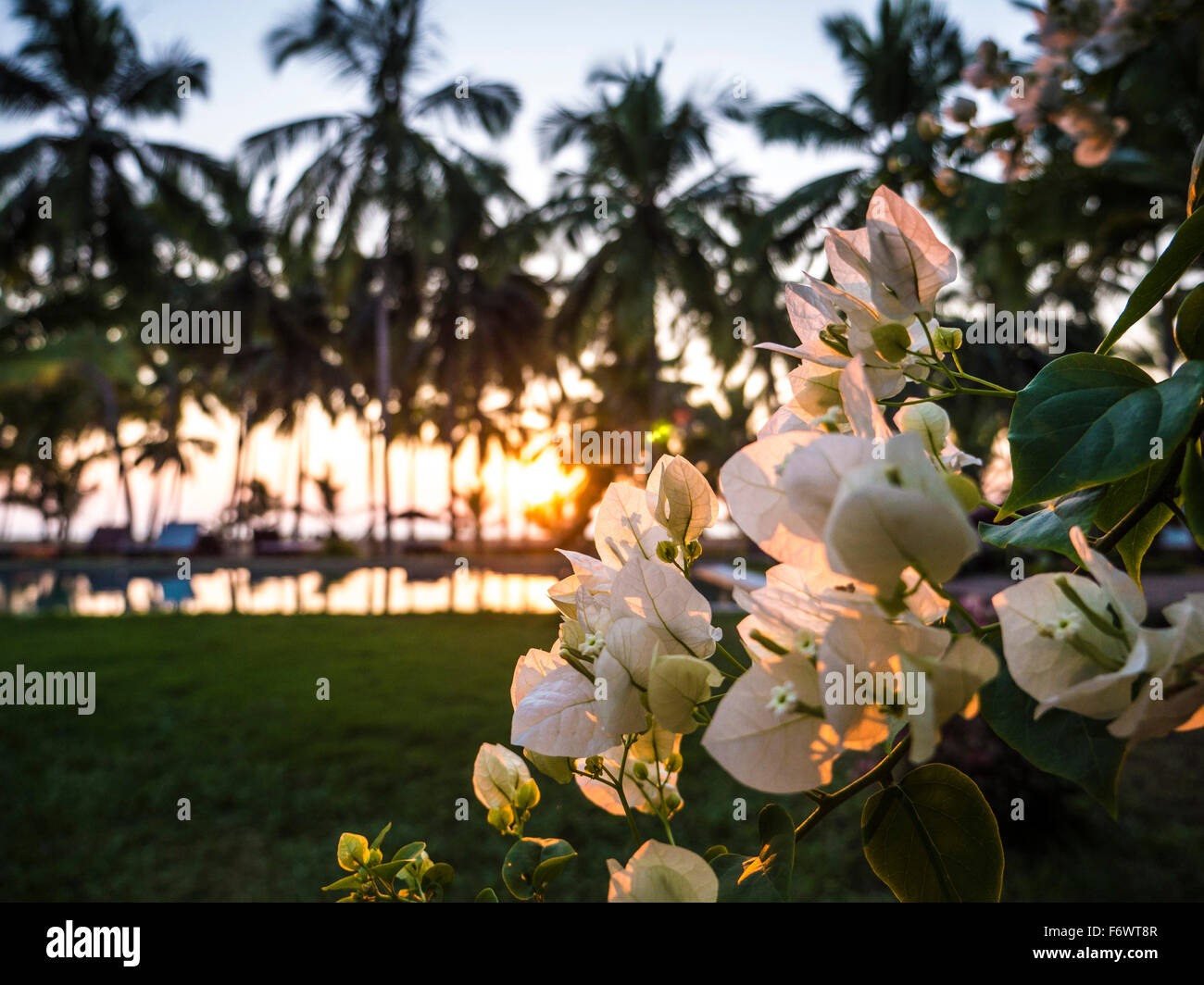 Piscine de l'hôtel au coucher du soleil, Bekal, Kerala, Inde Banque D'Images