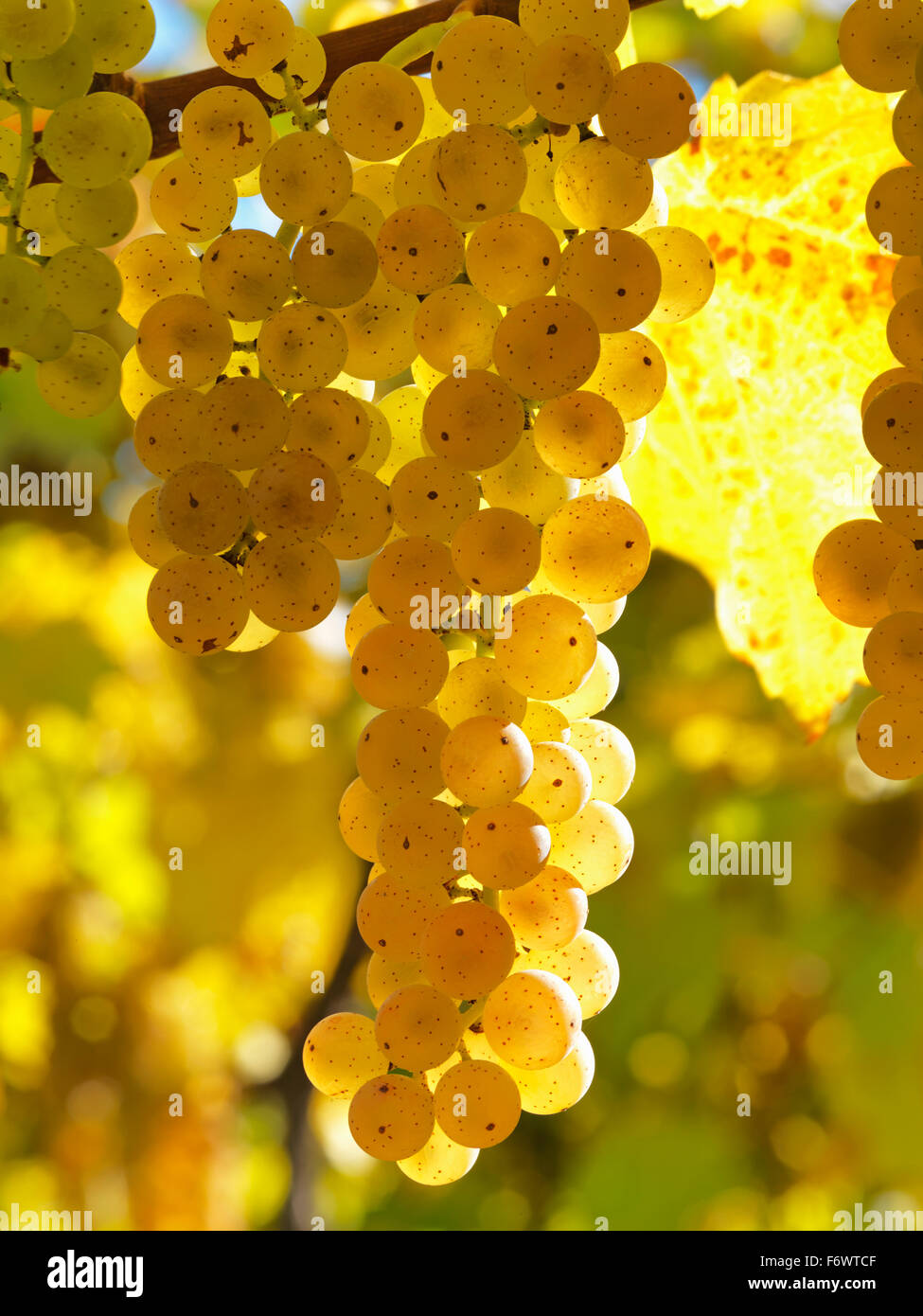 Canada, Ontario, Niagara-on-the-Lake, ripe raisin blanc sur la vigne par la lumière du soleil. Les raisins de la vigne pour la production de vin blanc. Banque D'Images