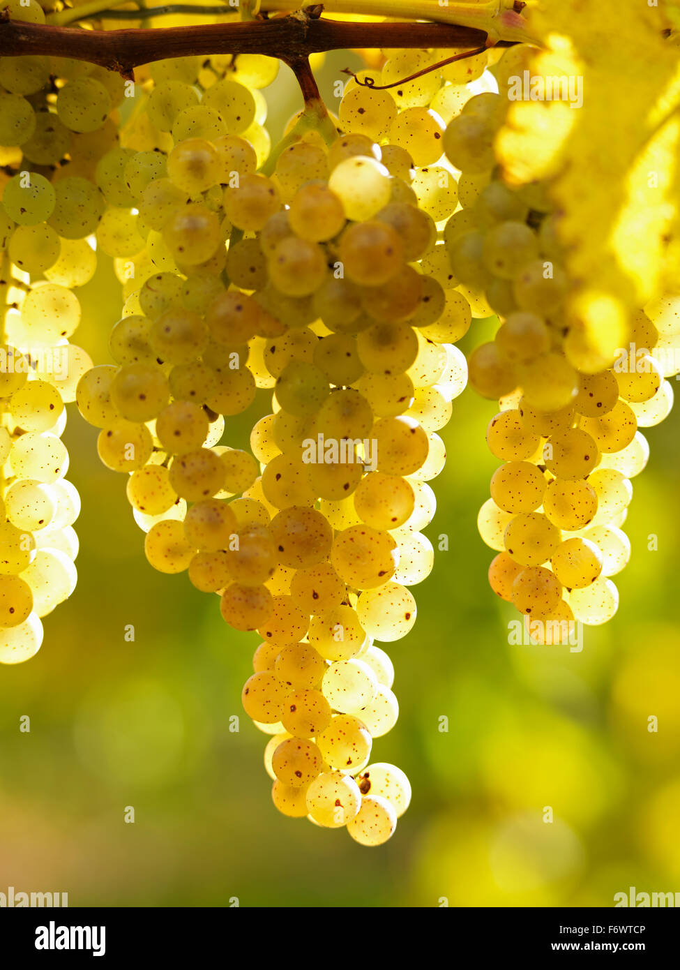 Canada, Ontario, Niagara-on-the-Lake, raisins blancs mûrs sur la vigne, lumière du soleil.Raisins de vigne pour la production de vin blanc. Banque D'Images