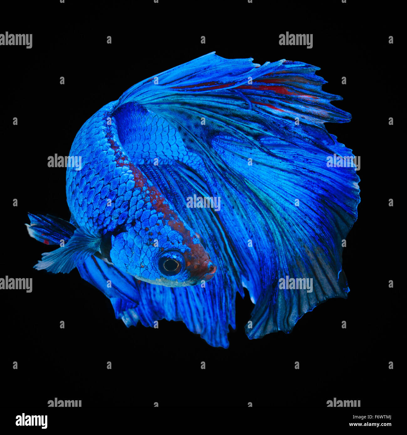 Betta poisson, poisson de combat siamois, Betta Splendens isolé sur fond noir Banque D'Images