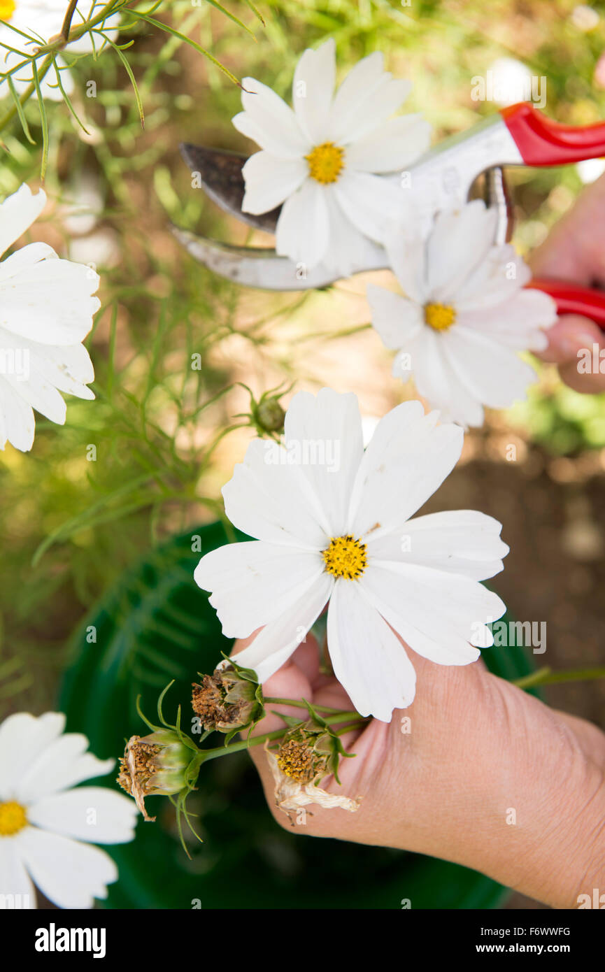 Vide Cosmos avec des sécateurs UK Banque D'Images