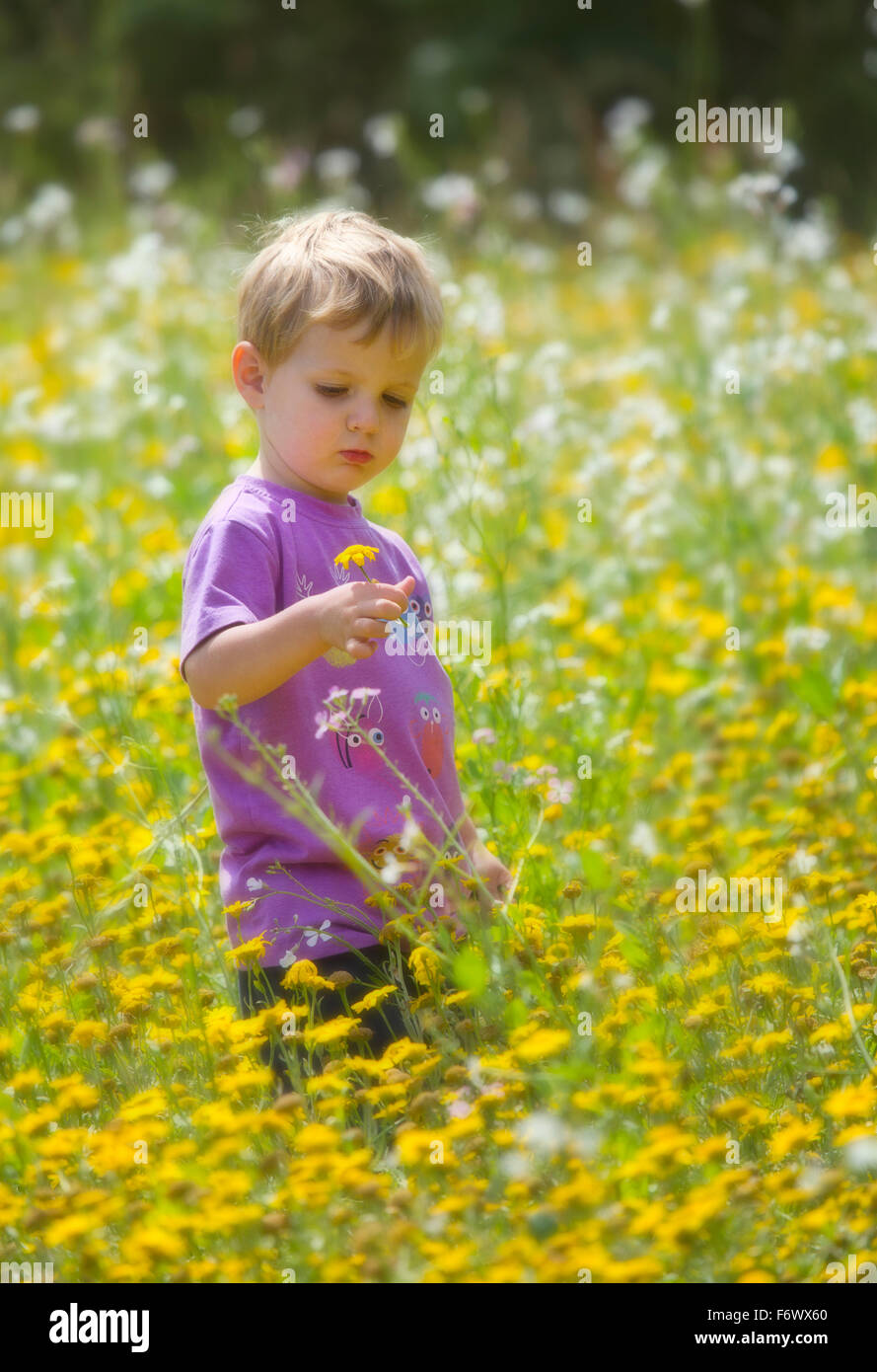 Portrait of a cute little boy dans un champ de fleurs. Banque D'Images