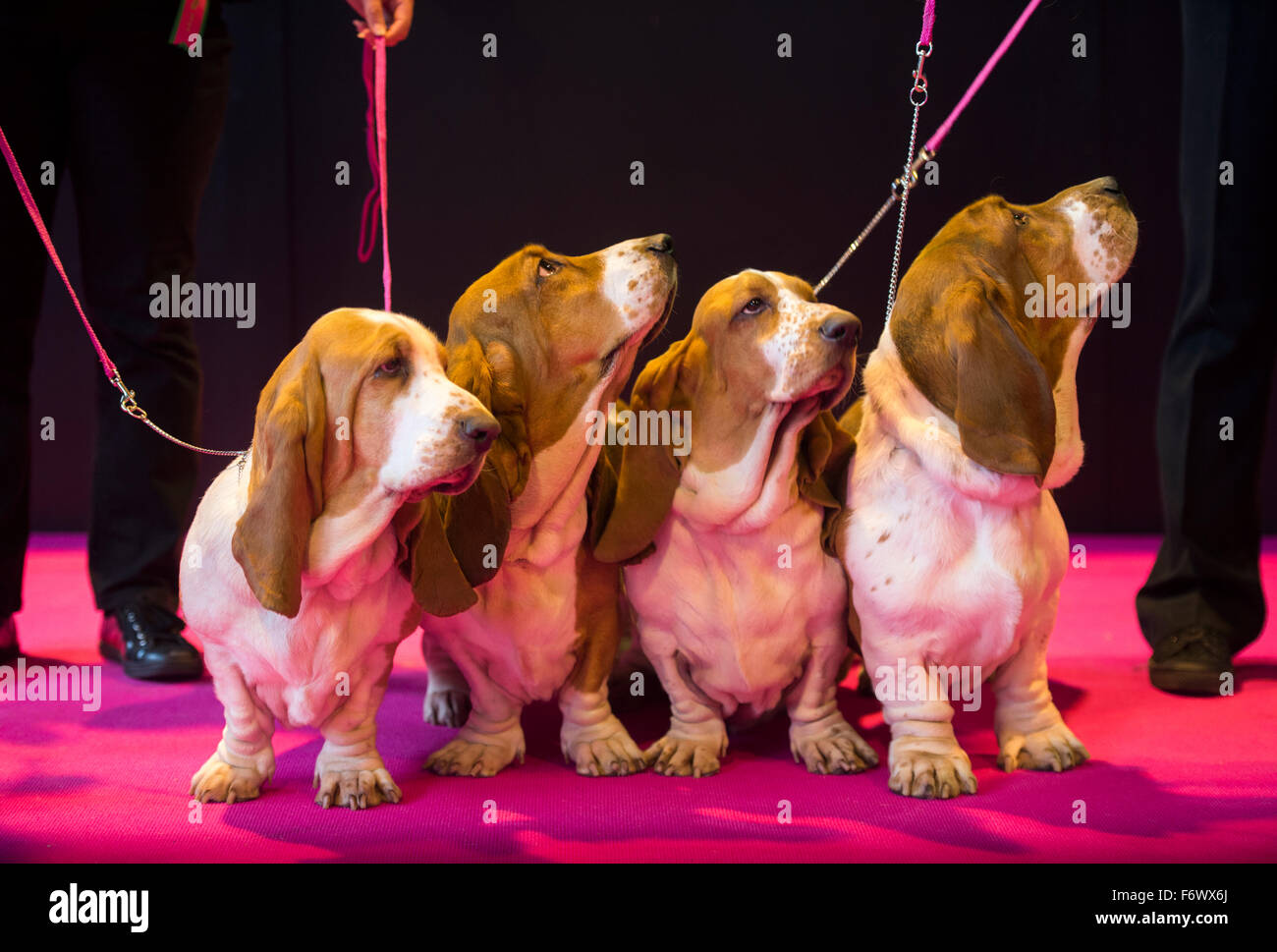 La Crufts dog show à NEC, Birmingham - une équipe de Basset Hounds entré dans la section Breeders Cup 2015 Banque D'Images