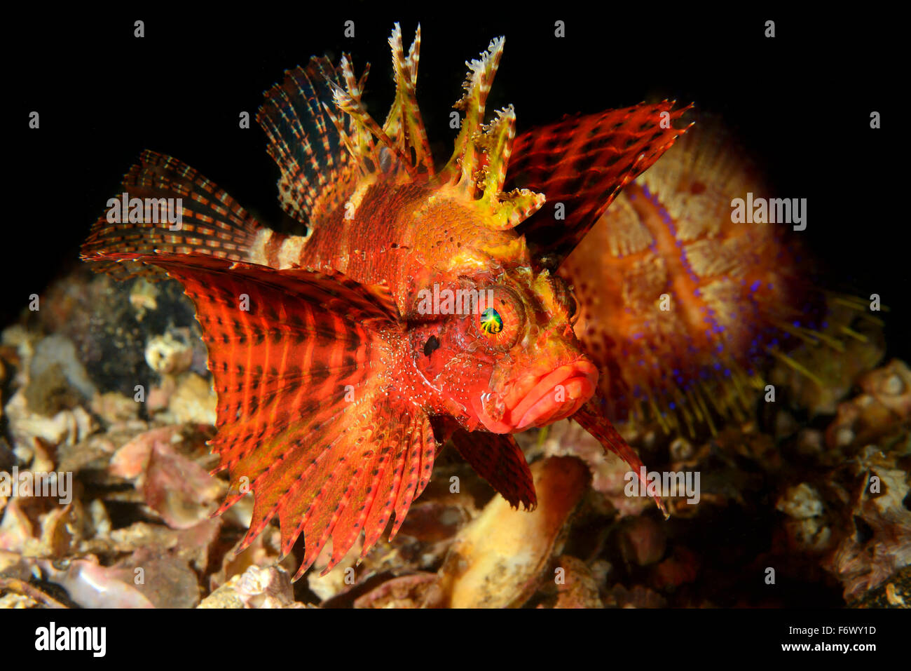 Dendrochirus brachypterus, du requin ou poisson lion, turkeyfish Archipel Alor, l'Indonésie, Sawu, Pantarstrait la Mer, Océan Indien Banque D'Images