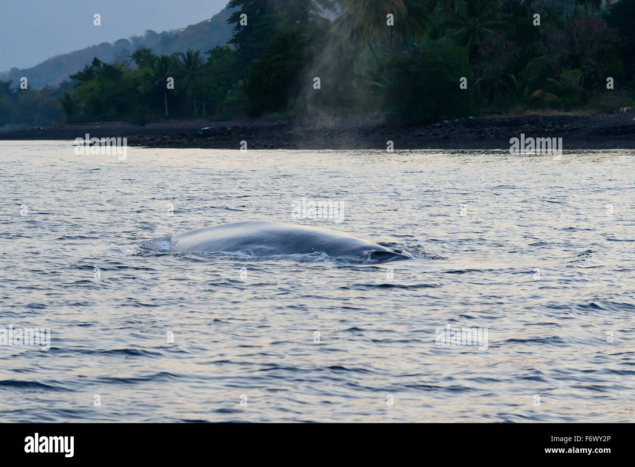 Rorqual bleu Balaenoptera musculus, sur la surface de l'eau, de l'archipel, l'Indonésie, Alor Sawu, Pantarstrait la Mer, Océan Indien Banque D'Images