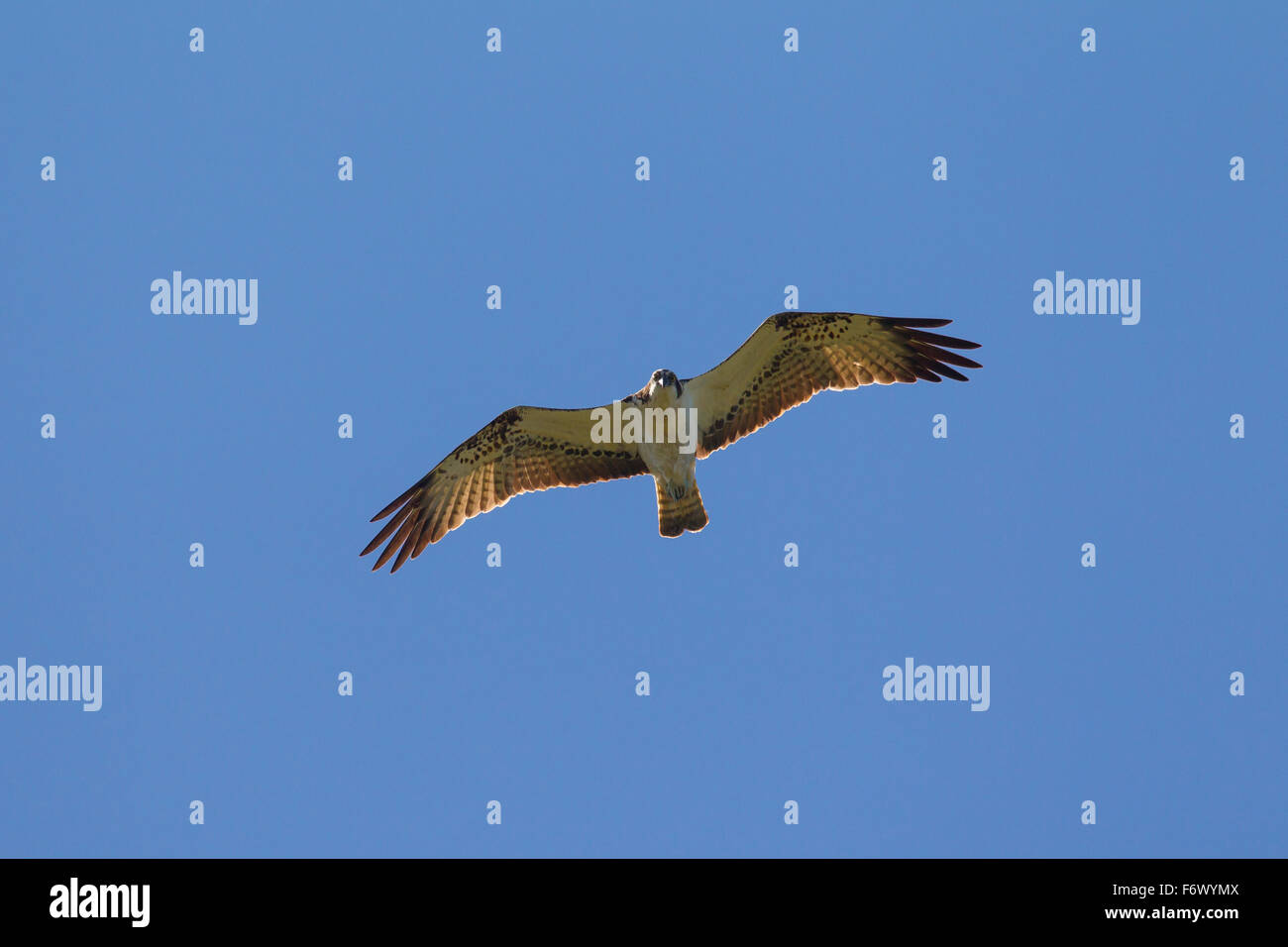 Balbuzard pêcheur (Pandion haliaetus) en vol Banque D'Images