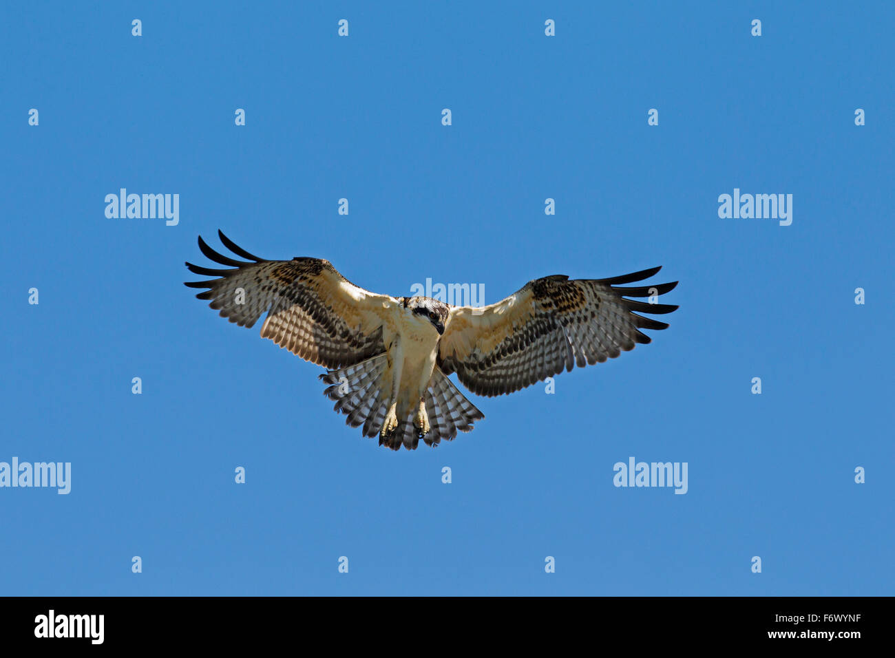 Balbuzard pêcheur (Pandion haliaetus) en vol, planant à la recherche de poisson ci-dessous Banque D'Images