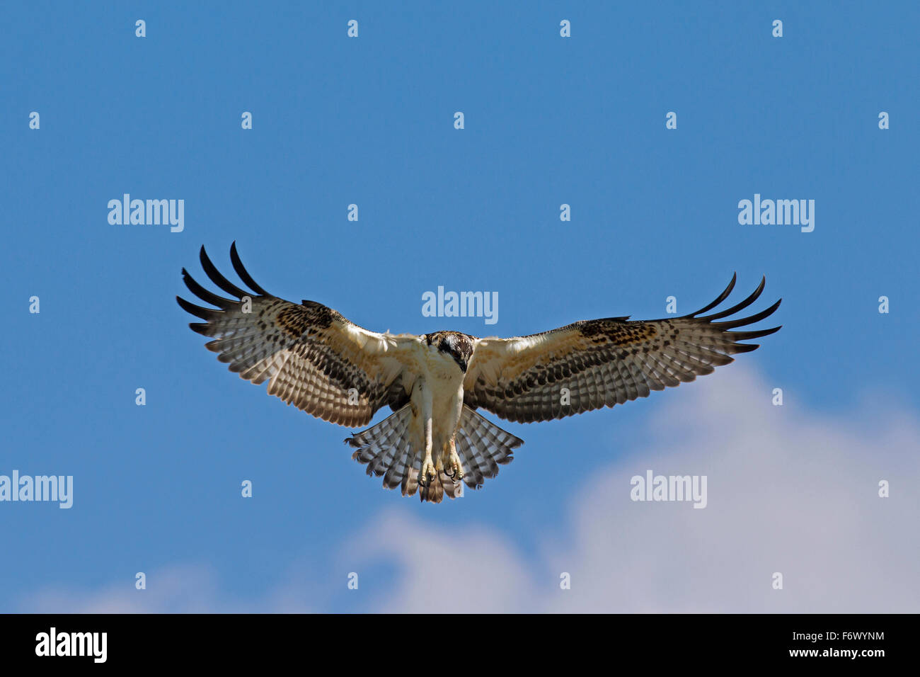 Balbuzard pêcheur (Pandion haliaetus) en vol, planant à la recherche de poisson ci-dessous Banque D'Images