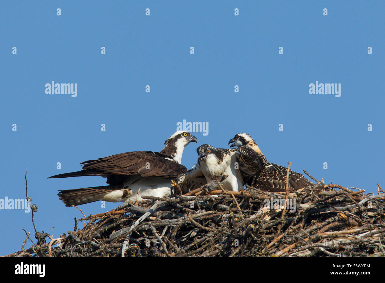 Balbuzard pêcheur (Pandion haliaetus) d'oiseaux adultes avec deux jeunes sur son nid Banque D'Images