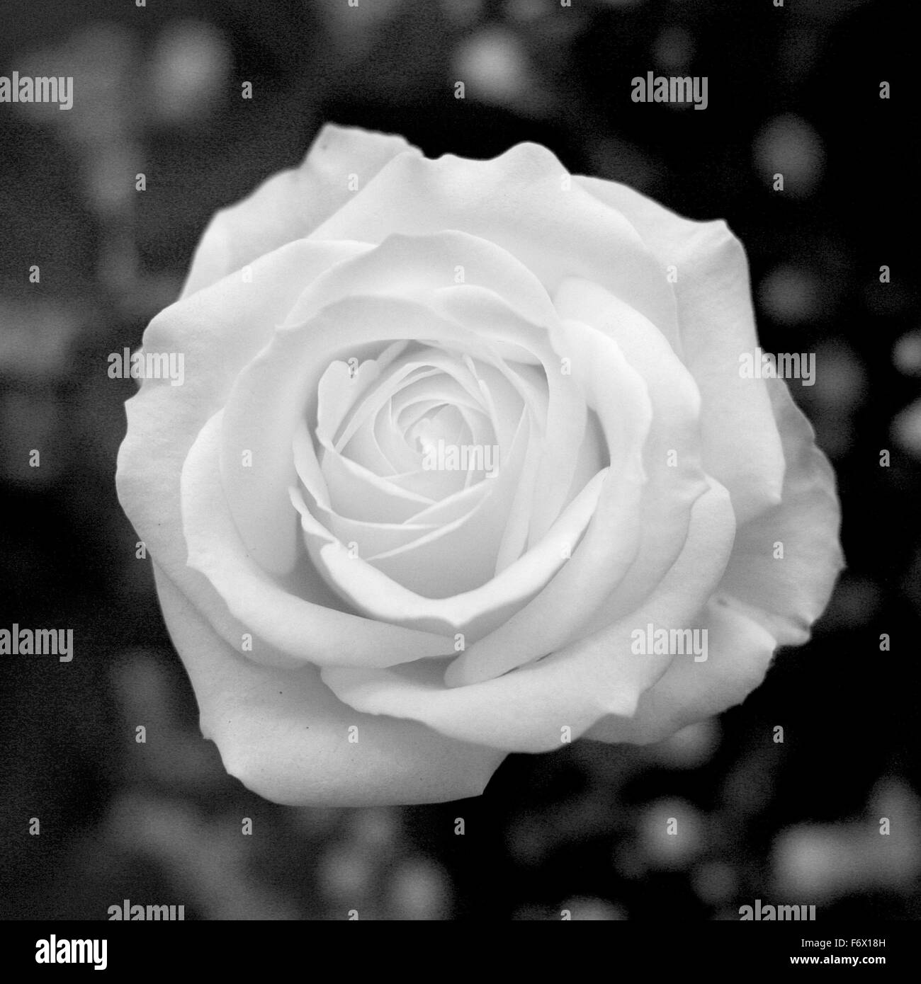 Rose blanche Banque D'Images