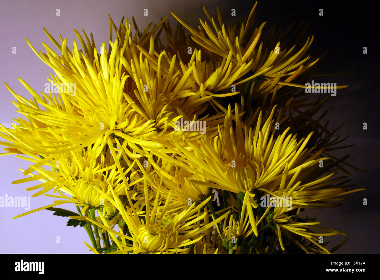 Fleur,jaune,fleurs,bouquet bouquet,,close up Banque D'Images