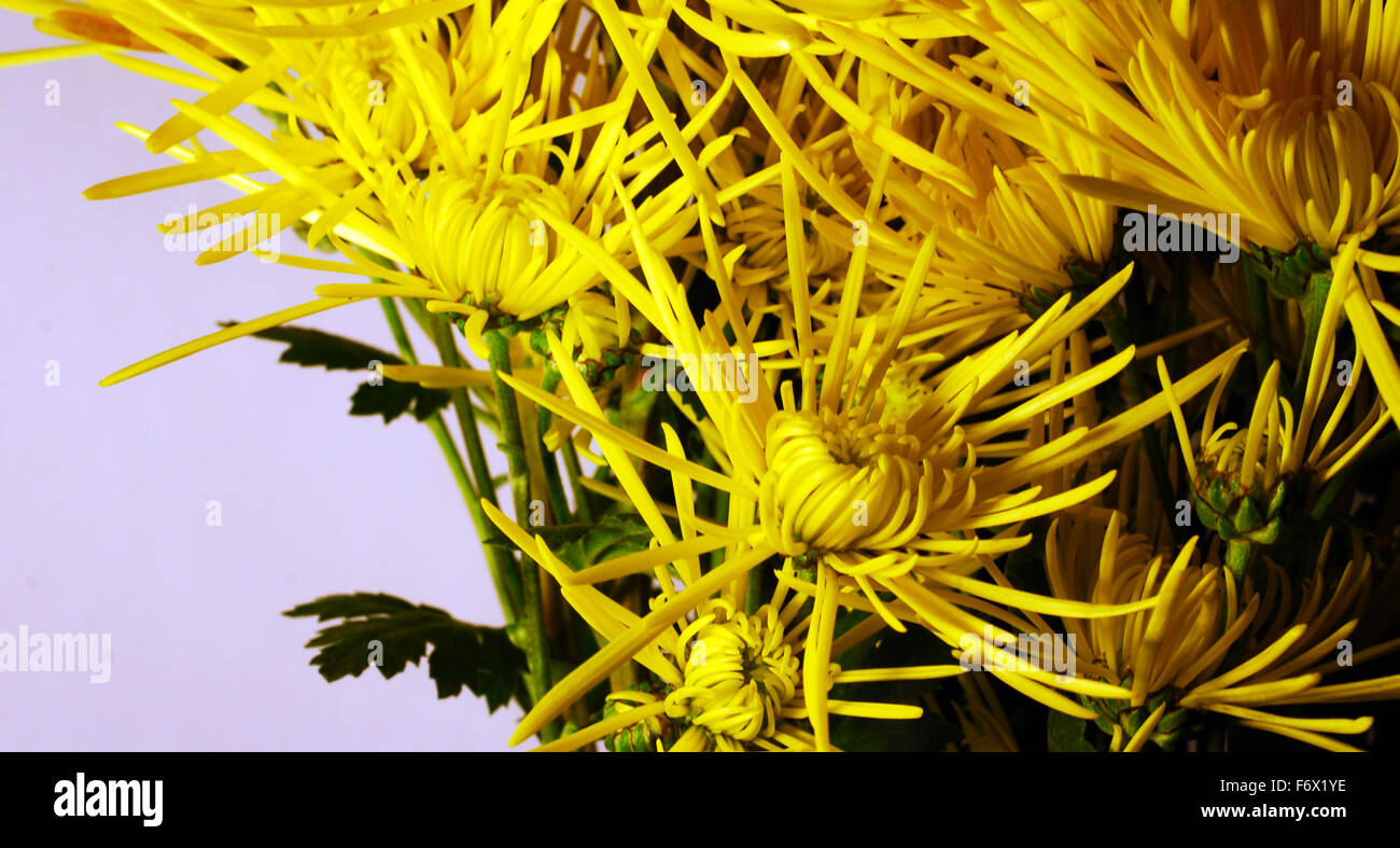 Fleur,jaune,fleurs,bouquet bouquet,,close up Banque D'Images