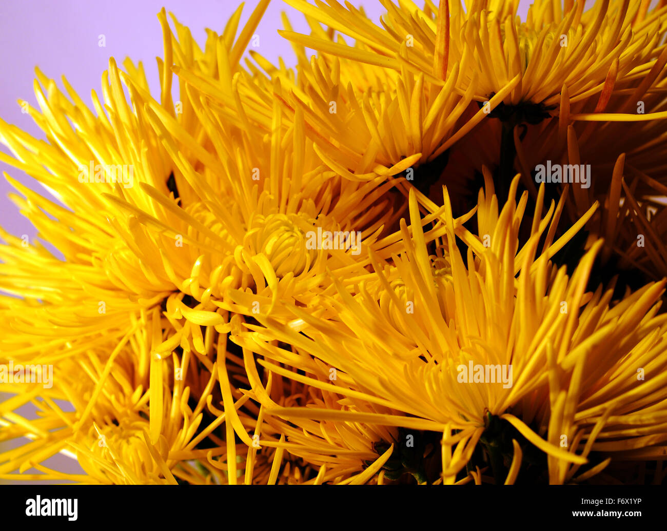 Fleur,jaune,fleurs,bouquet bouquet,,close up Banque D'Images