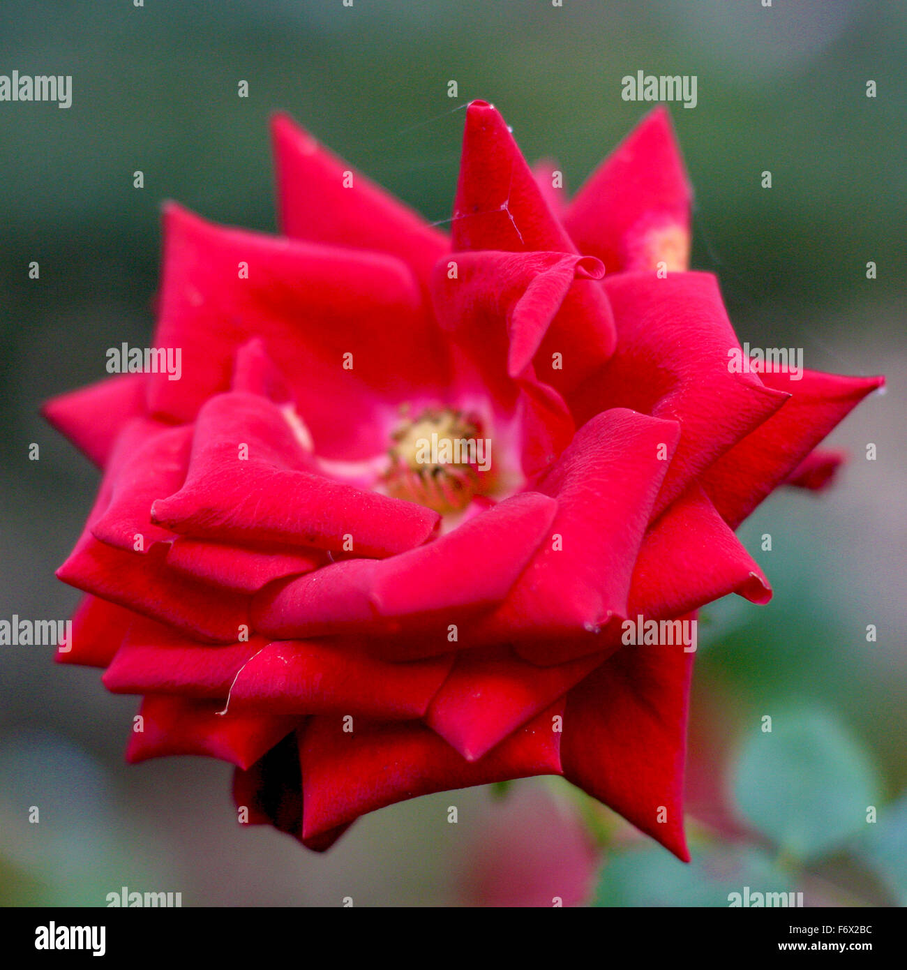 Vieux Rose rouge Banque D'Images
