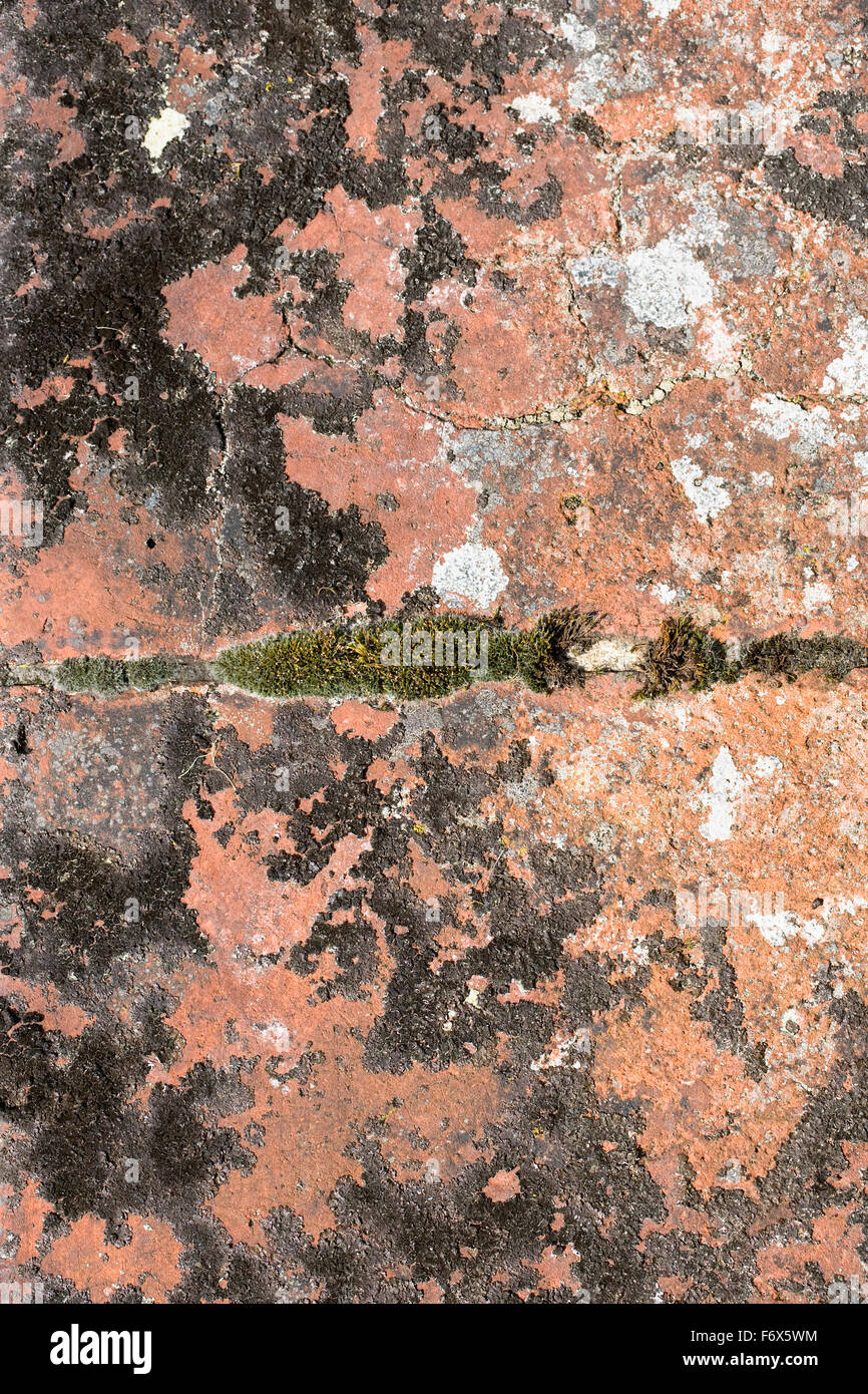 Mousse et lichen sur un vieux mur de brique rouge. Banque D'Images