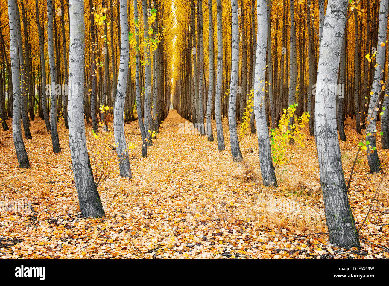 L'Boardman Tree Farm dans l'Est de l'Oregon's Morrow Comté pousse des milliers d'arbres populaires Albus du Pacifique. Banque D'Images
