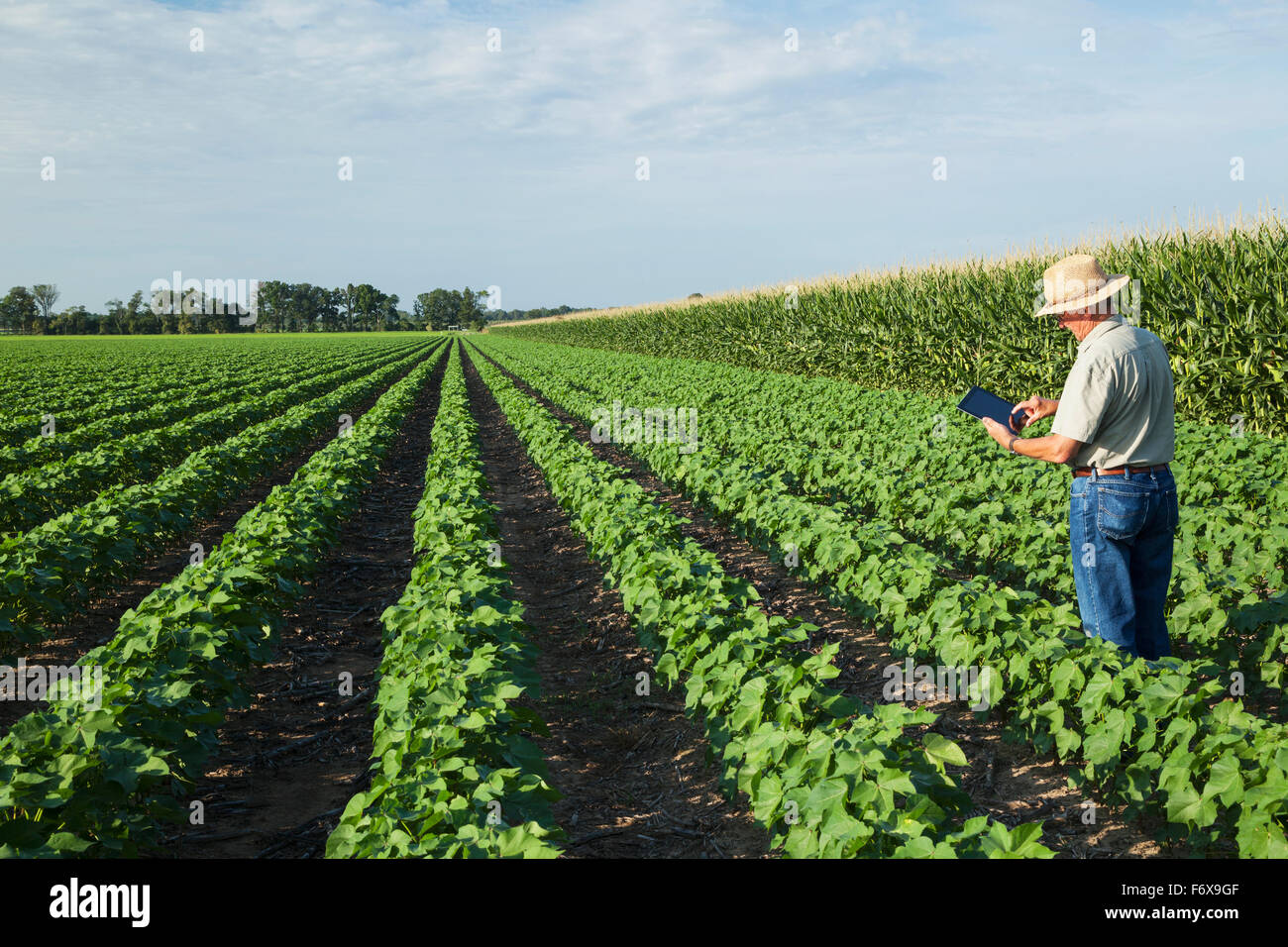 Le consultant utilise des cultures en comprimé à prendre des notes de ses observations lors de la vérification de l'absence de labourage du champ de coton dans l'étape de développement des fruits de pointe Banque D'Images