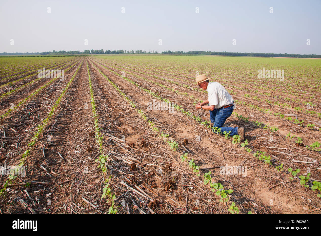 Contrôle des cultures sans travail du consultant coton Roundup Ready à quatre feuilles mortes avec mauvaises herbes supprimées par l'émergence, de l'herbicide Roundup plus probable Banque D'Images