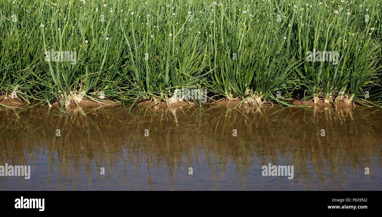 Un sillon d'eau d'irrigation est contigu à un champ d'oignons blancs matures montrant les bourgeons et les capitules, Imperial Valley Banque D'Images