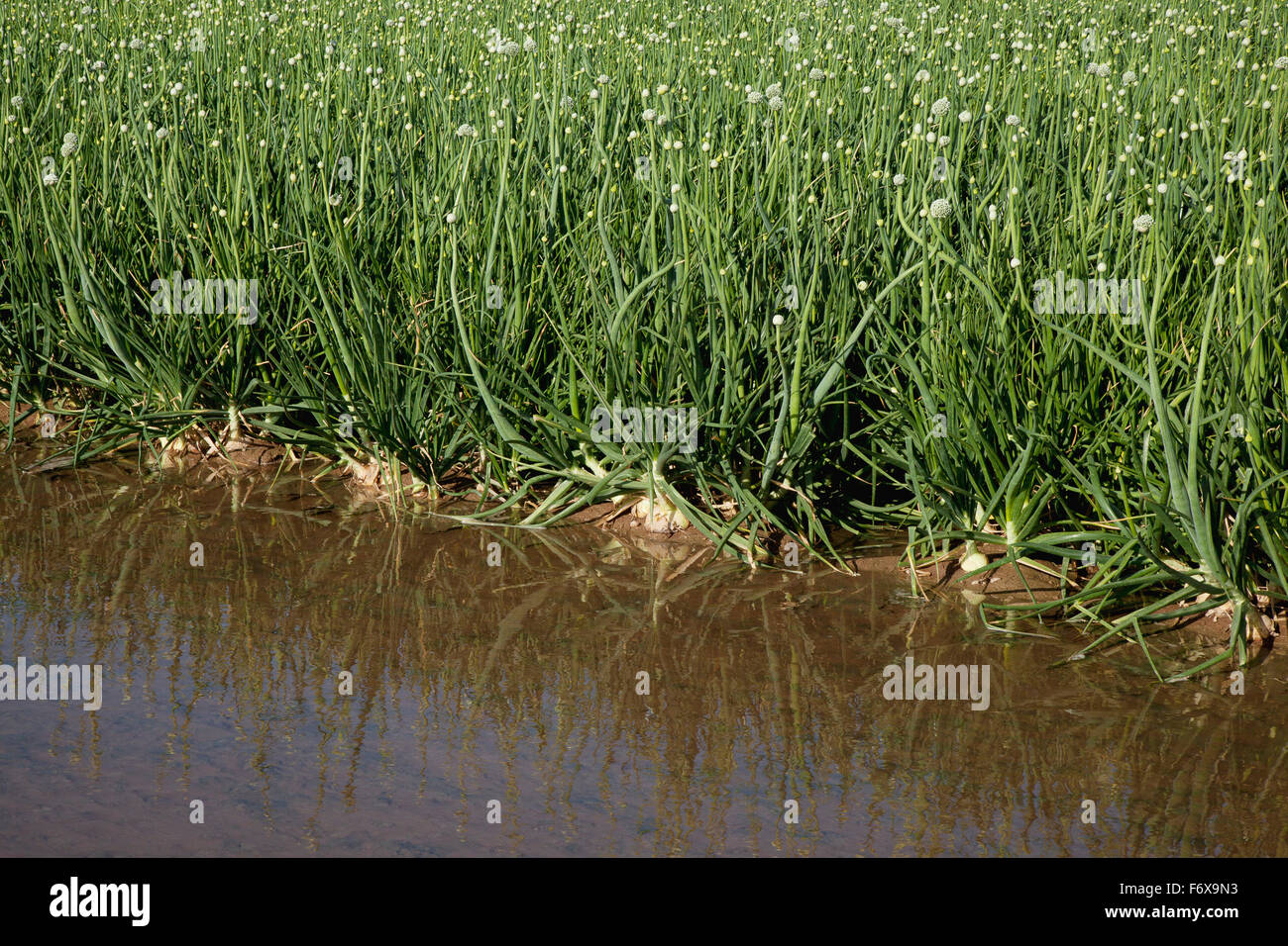 Un sillon d'eau d'irrigation est contigu à un champ d'oignons blancs matures montrant les bourgeons et les capitules, Imperial Valley Banque D'Images