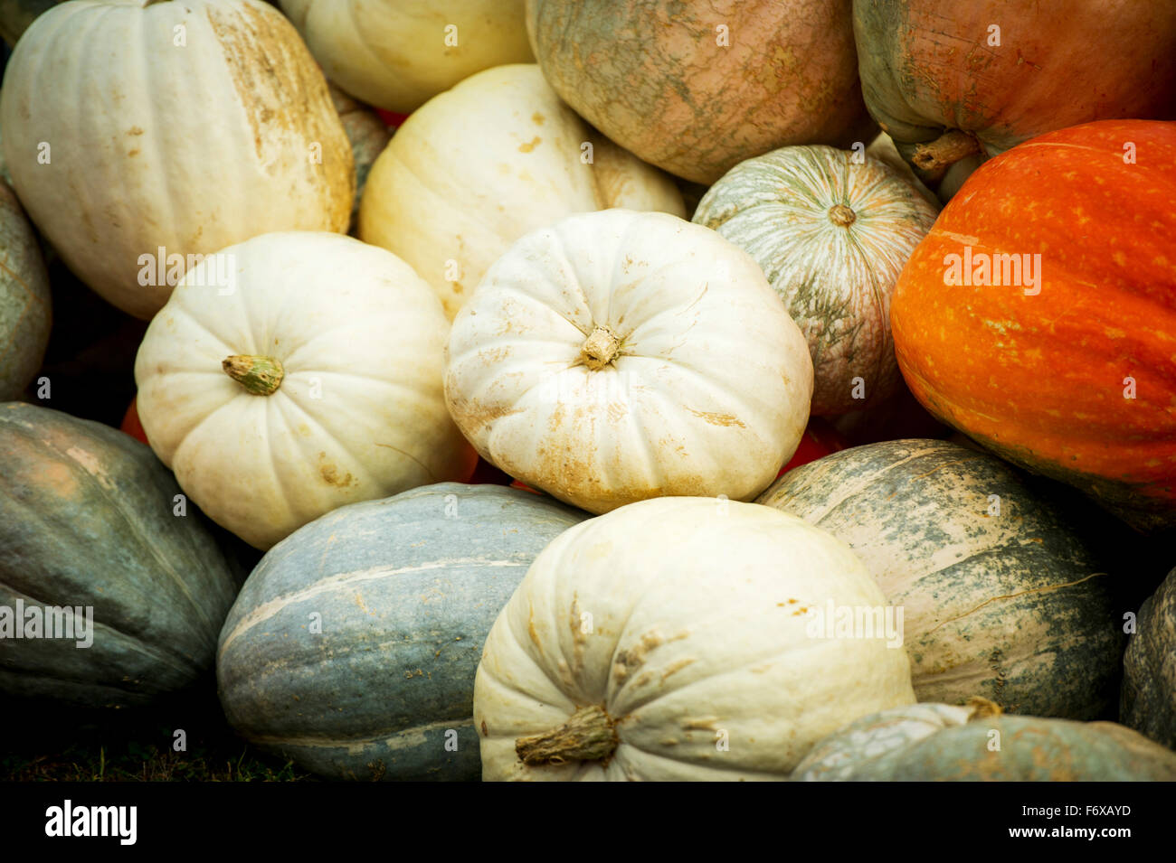 Pile de citrouille, Elkton, Maryland, United States of America Banque D'Images