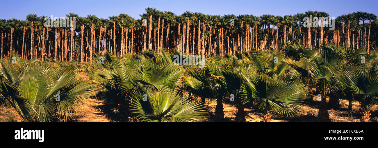 Les jeunes, les petits palmiers de la Californie dans l'avant-plan avec jeunes adultes au-delà de grands arbres sur une ferme dans la vallée de Coachella Banque D'Images