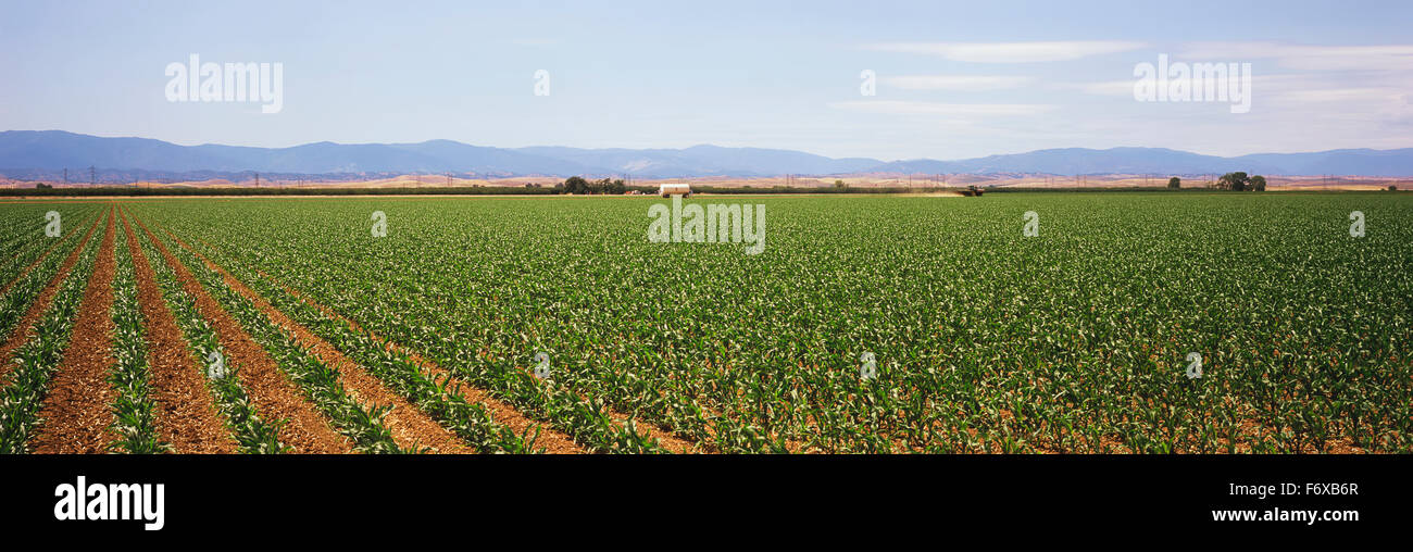 Les lignes obliques de jeunes maïs sont vus au début du printemps avec les montagnes et le ciel bleu en arrière-plan, l'Imperial Valley Banque D'Images