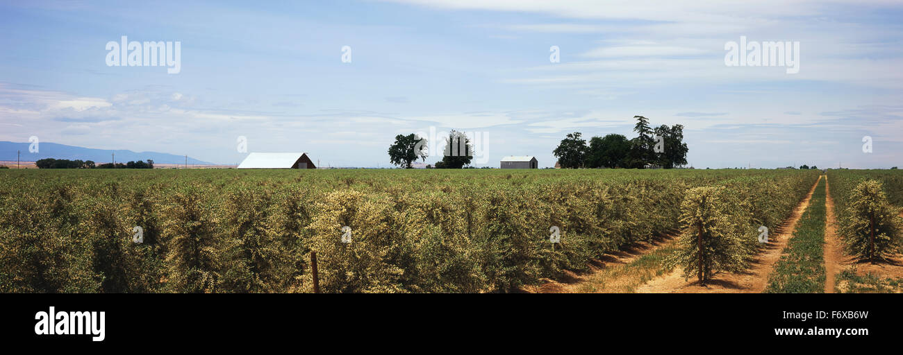Rangées de fleurs d'oliviers sont observés au printemps dernier avec des bâtiments de ferme, nuages et ciel bleu en arrière-plan, la Vallée Centrale Banque D'Images