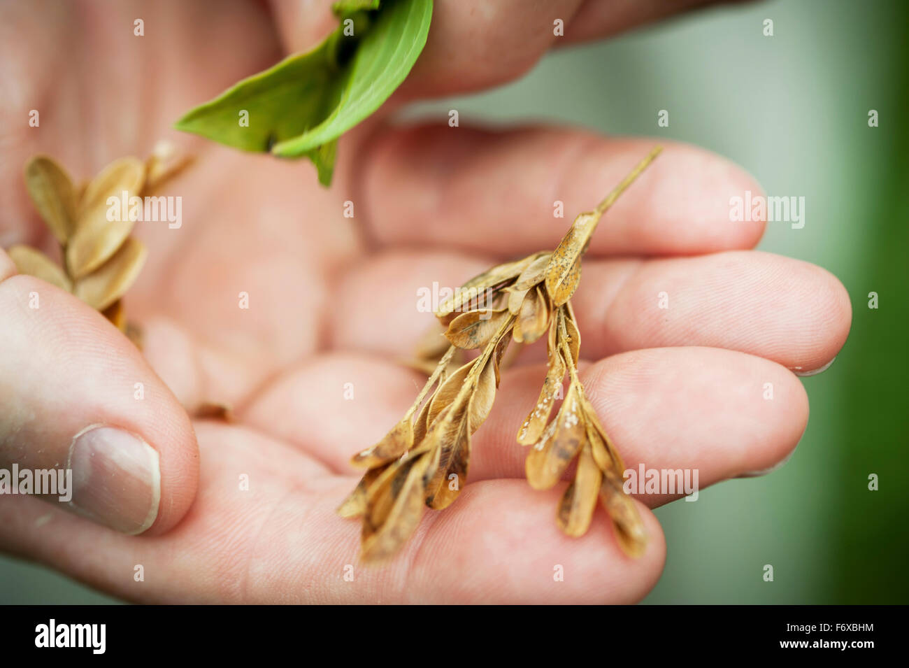 Man's hand holding plante sèche ; Fallston, Maryland, United States of America Banque D'Images