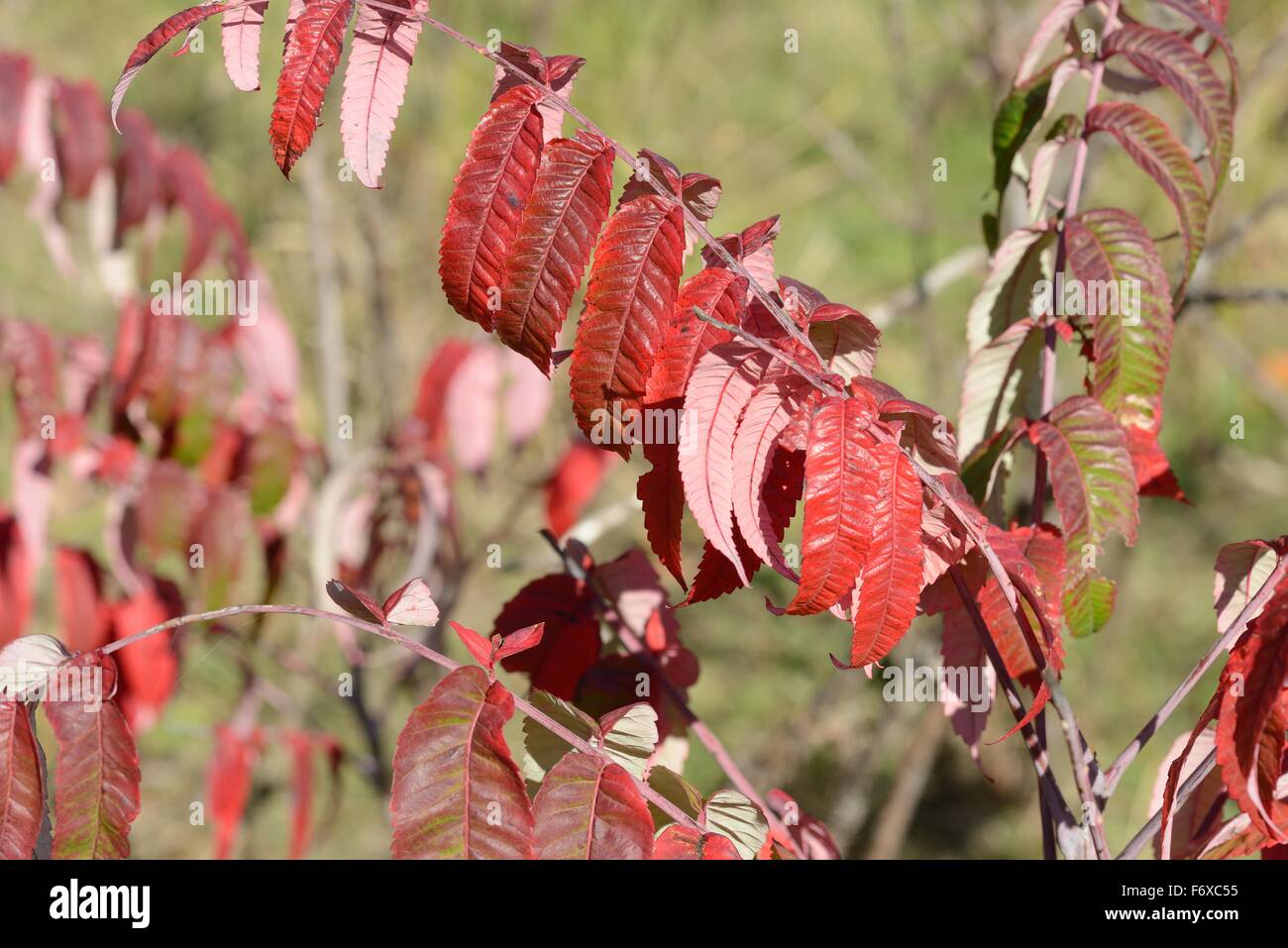 Arbres en automne sumac lisse Banque D'Images