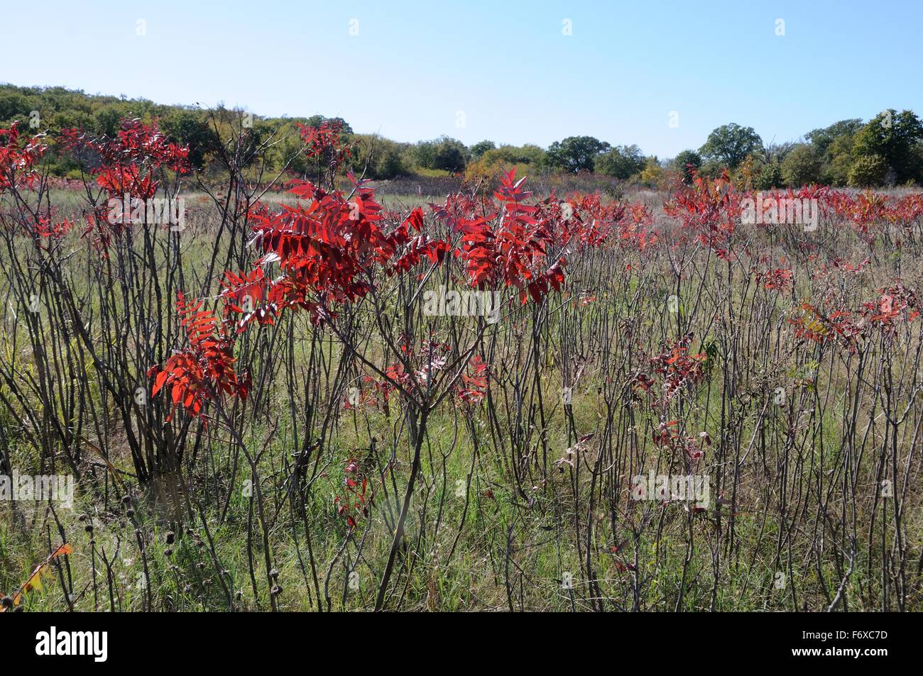 Arbres en automne sumac lisse Banque D'Images