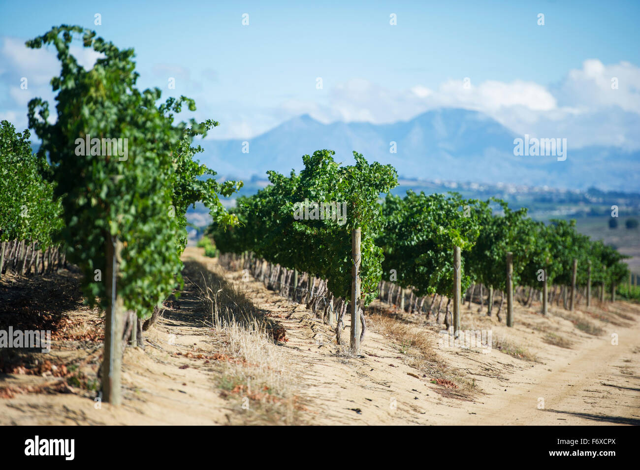 Rangées de vignes dans un vignoble, Stellenbosch, Afrique du Sud, Gautang Banque D'Images