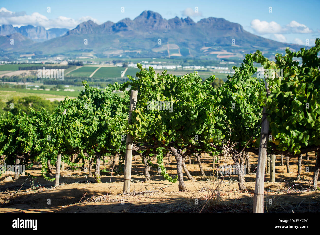 Rangées de vignes avec montagnes, Stellenbosch, Afrique du Sud, Gautang Banque D'Images